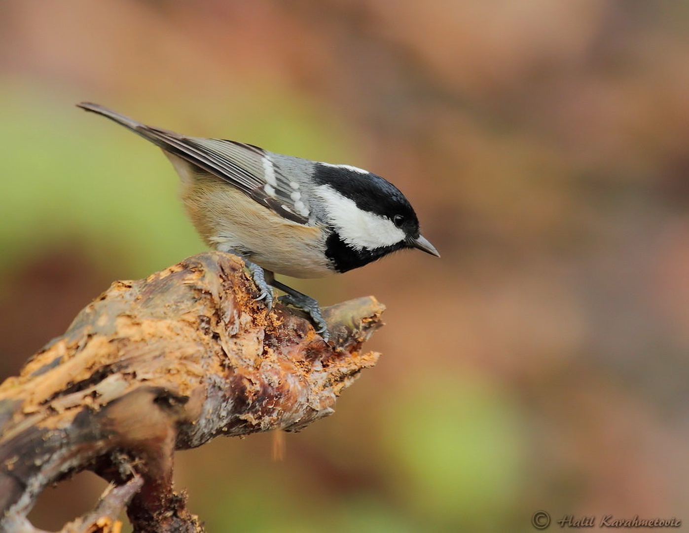 Menišček-Parus ater by Halil Karahmetovic
