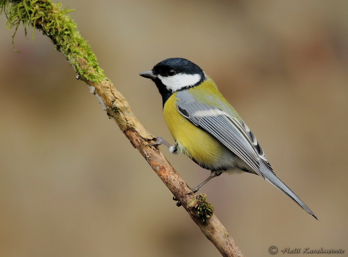 Velika sinica-Parus major by Halil Karahmetovic