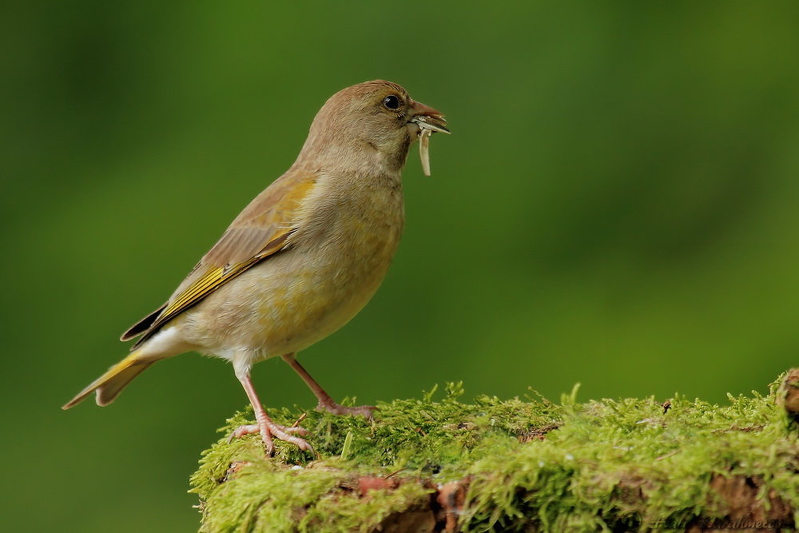 Zelenec (Carduelis chloris) by Halil Karahmetovic