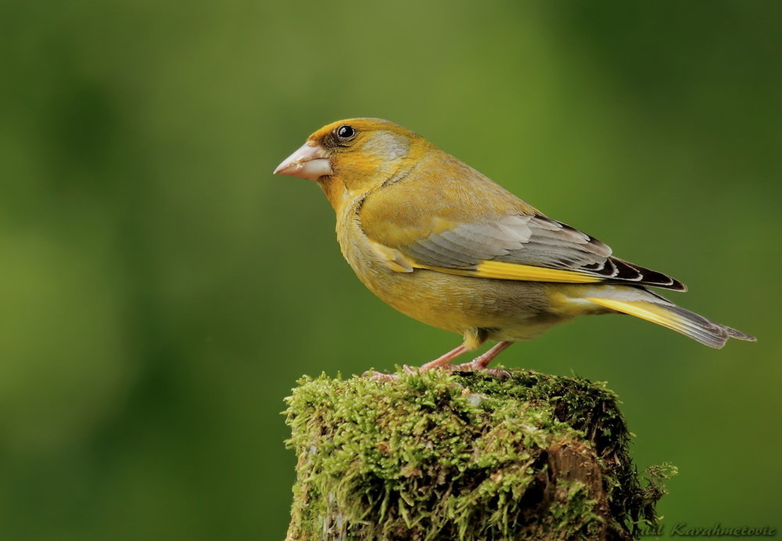 Zelenec (Carduelis chloris) by Halil Karahmetovic