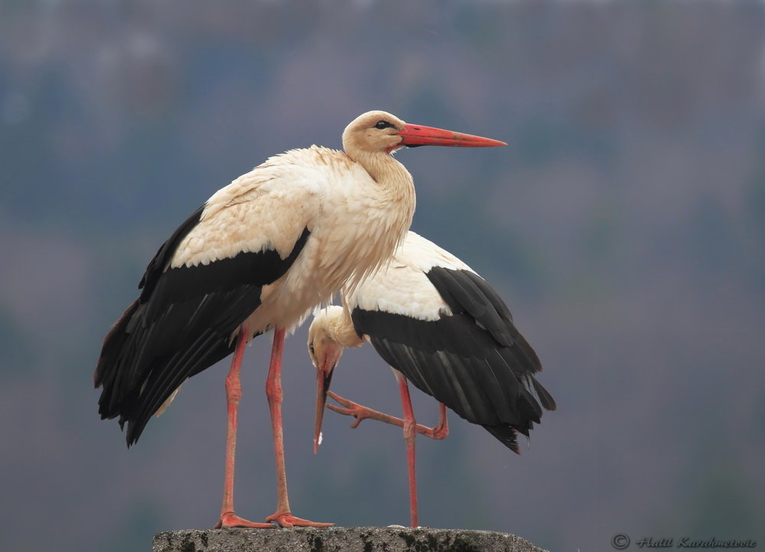 Bela štorklja (Ciconia ciconia) by Halil Karahmetovic