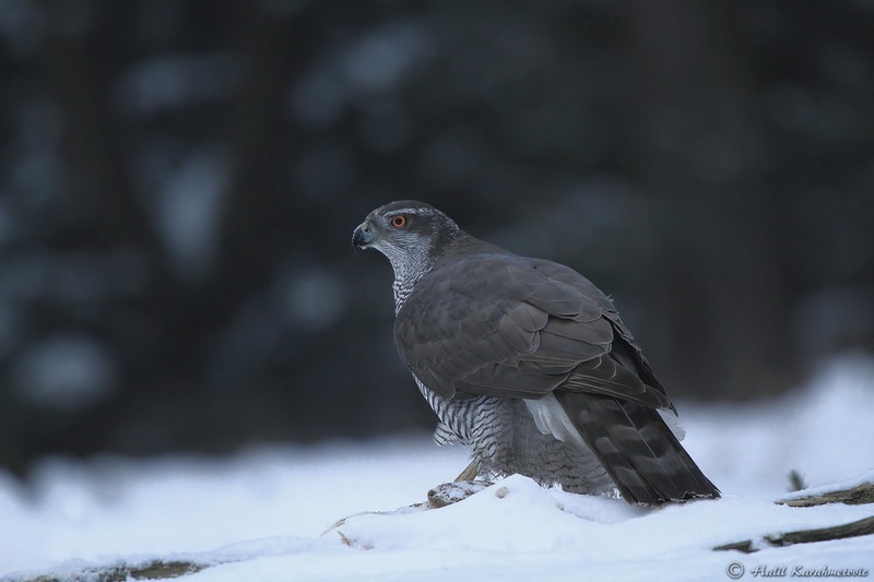 Accipiter gentilis by Halil Karahmetovic