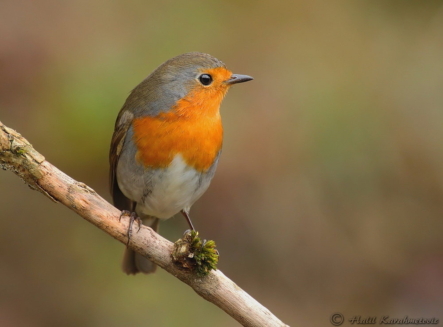 Taščica (Erithacus rubecula) by Halil Karahmetovic