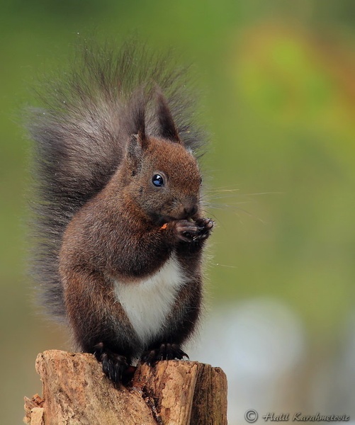 Veverica (Sciurus vulgaris) by Halil Karahmetovic