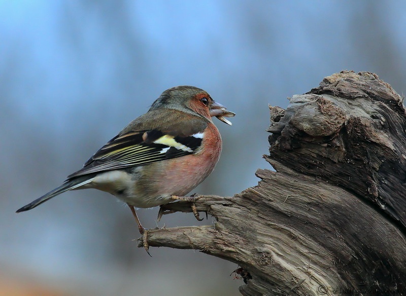 Ščinkavec (Fringilla coelebs) by Halil Karahmetovic