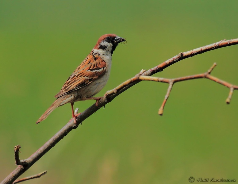 Poljski vrabec (Passer montanus) by Halil Karahmetovic