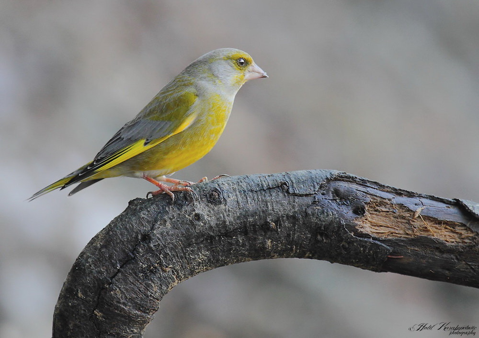 Zelenec (Carduelis chloris) by Halil Karahmetovic