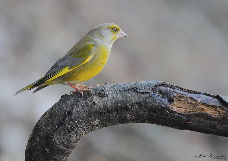 Zelenec (Carduelis chloris) by Halil Karahmetovic