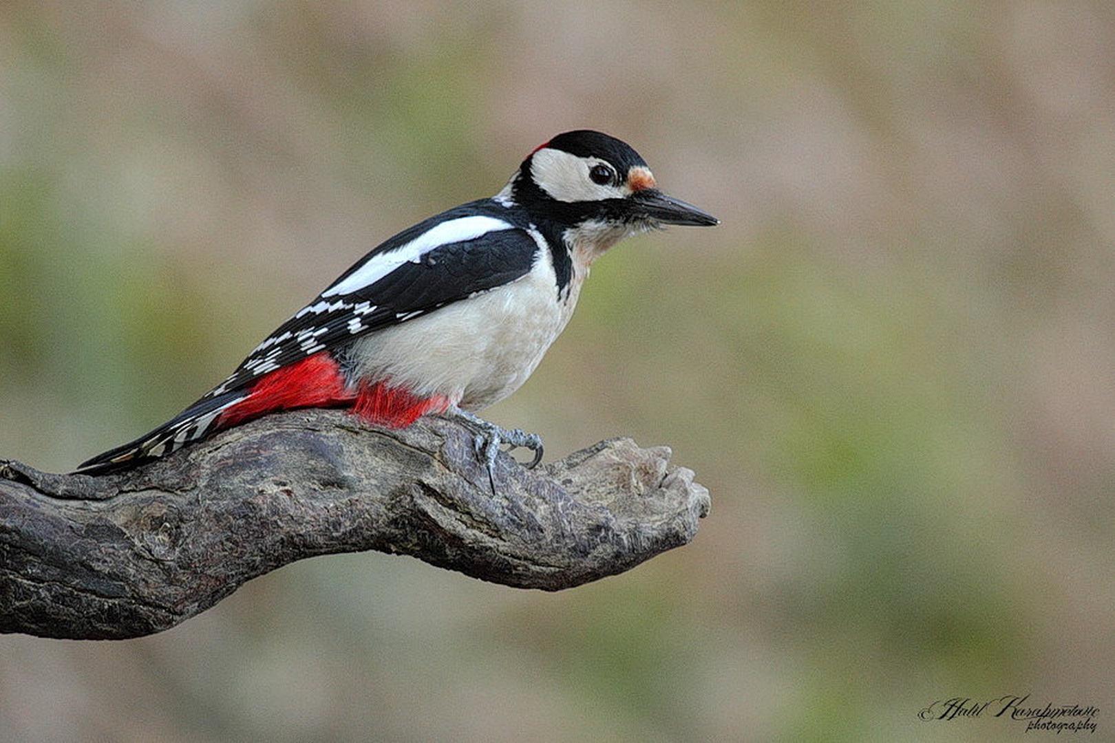 Veliki detel-(Dendrocopos major) by Halil Karahmetovic