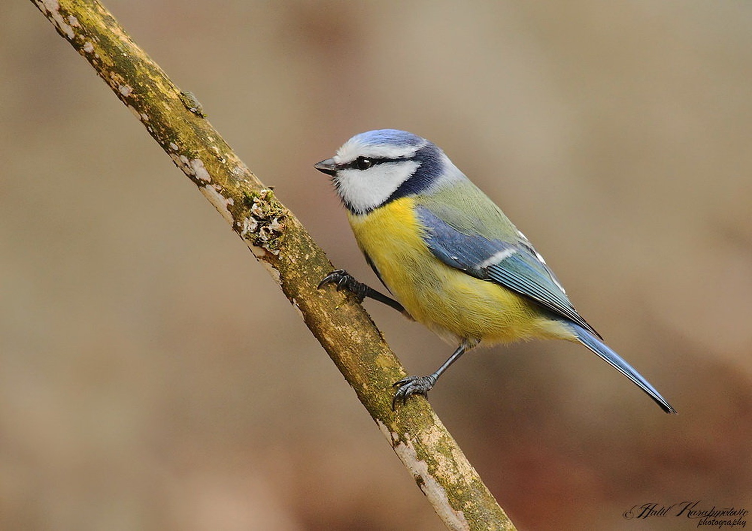Parus caeruleus by Halil Karahmetovic
