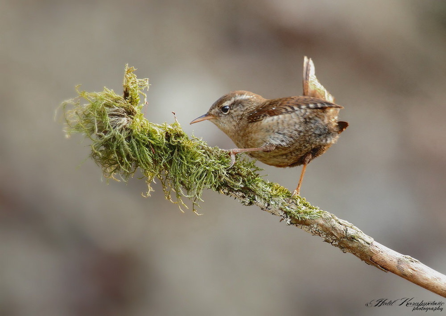 Stržek (Troglodytes troglodytes) by Halil Karahmetovic
