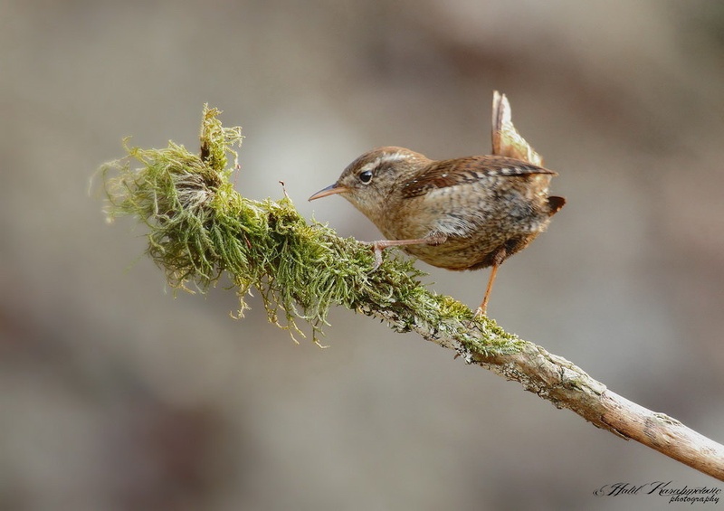 Stržek (Troglodytes troglodytes) by Halil Karahmetovic