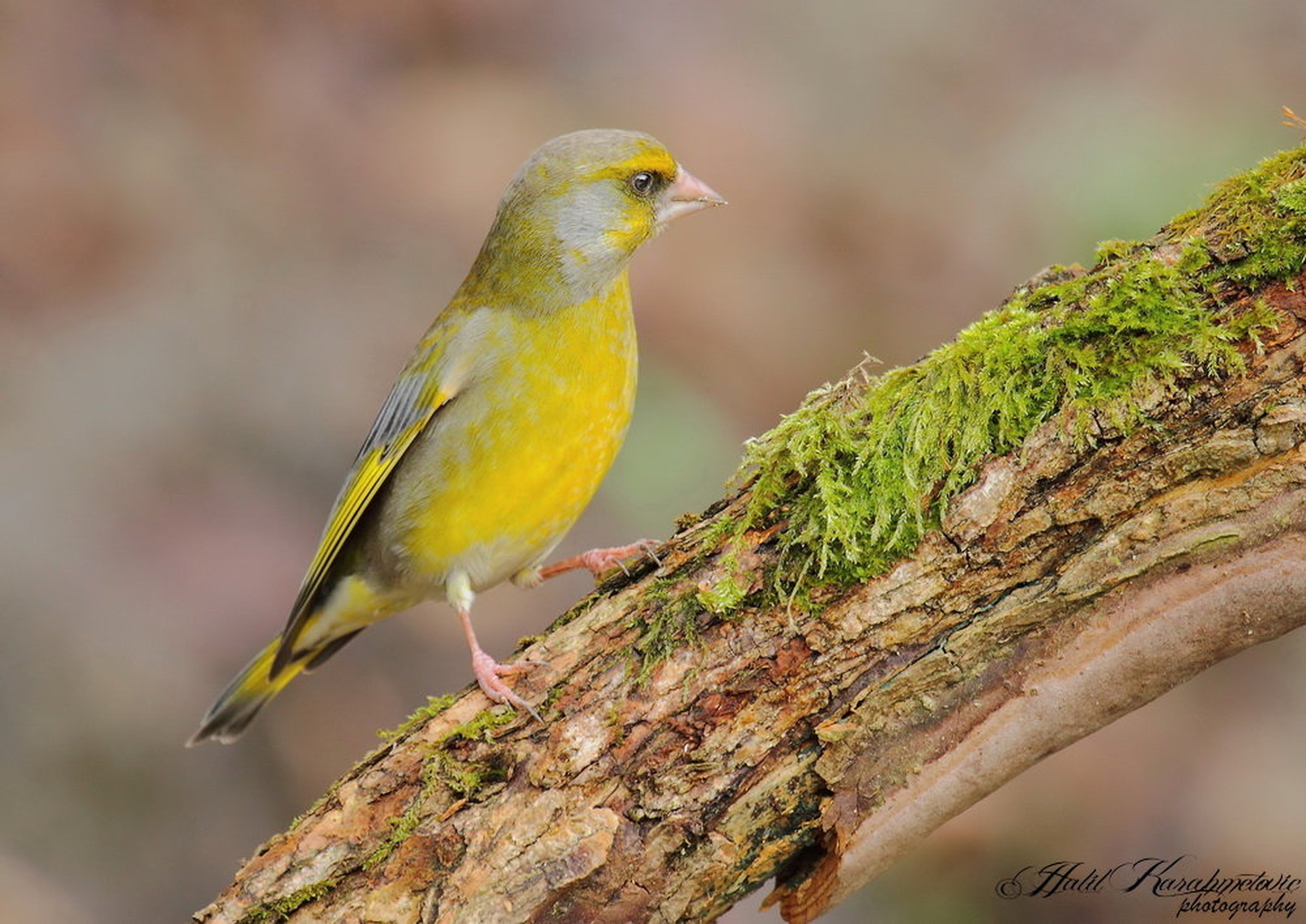 Carduelis chloris Zelenec by Halil Karahmetovic