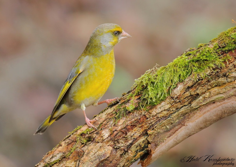 Carduelis chloris Zelenec by Halil Karahmetovic