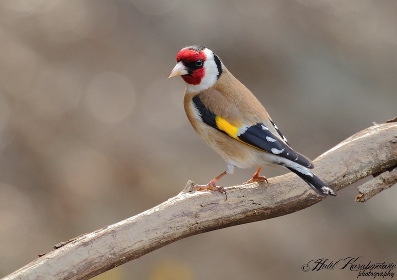 Lišček (Carduelis carduelis) by Halil Karahmetovic