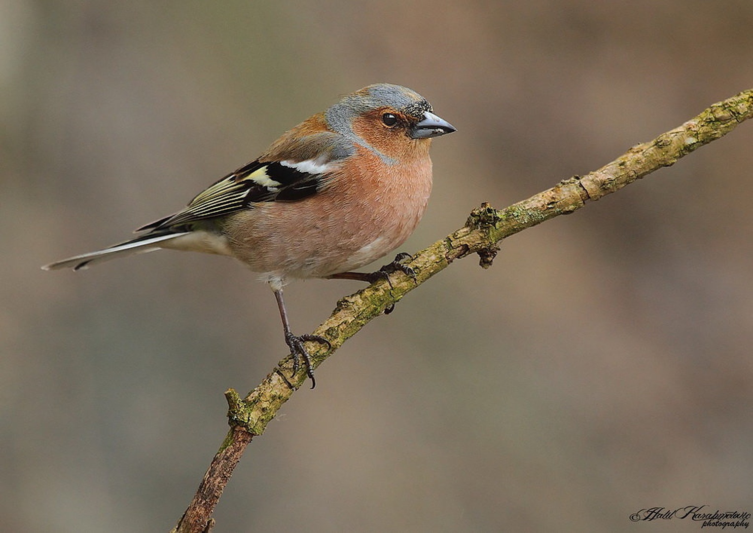 Ščinkavec (samec) - Fringilla coelebs by Halil Karahmetovic