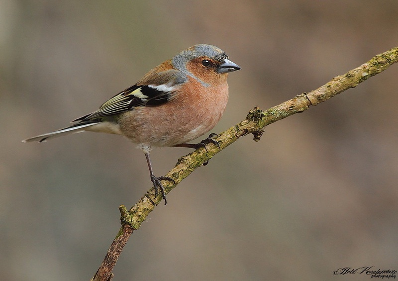 Ščinkavec (samec) - Fringilla coelebs by Halil Karahmetovic