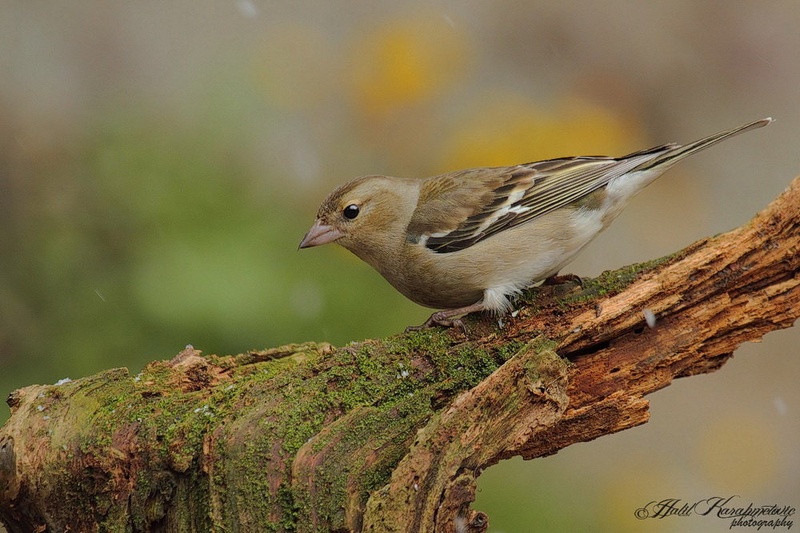 Ščinkavec (samica) - Fringilla coelebs by Halil Karahmetovic