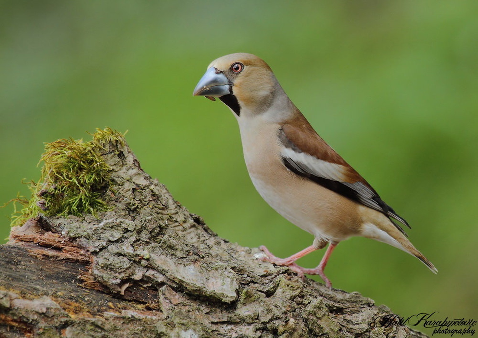 Dlesk (Coccothraustes coccothraustes) by Halil Karahmetovic