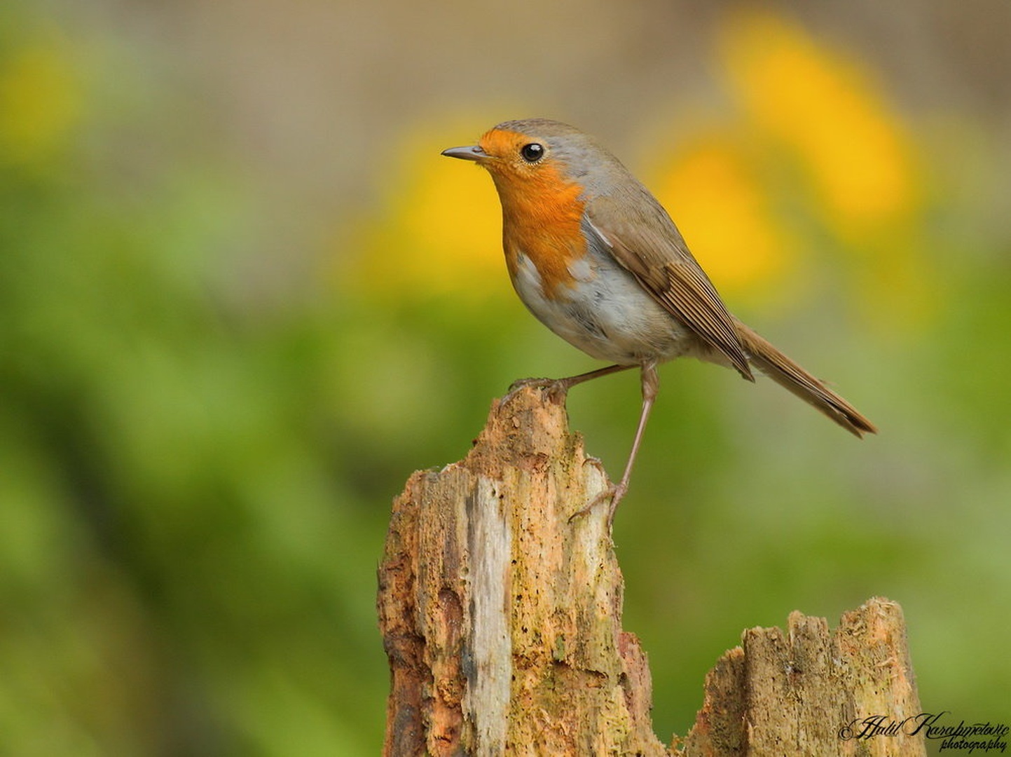 Taščica (Erithacus rubecula) by Halil Karahmetovic