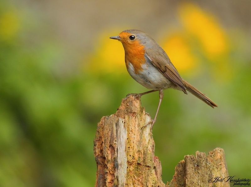 Taščica (Erithacus rubecula) by Halil Karahmetovic