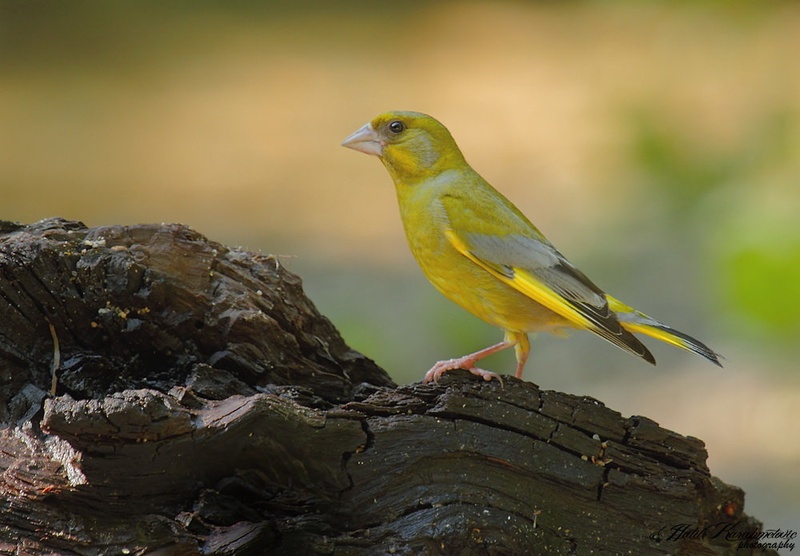 Zelenec (samec)-Carduelis chloris- by Halil Karahmetovic