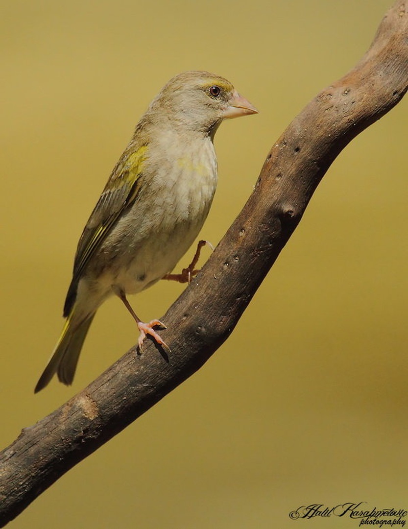 Zelenec (samica)-Carduelis chloris- by Halil Karahmetovic