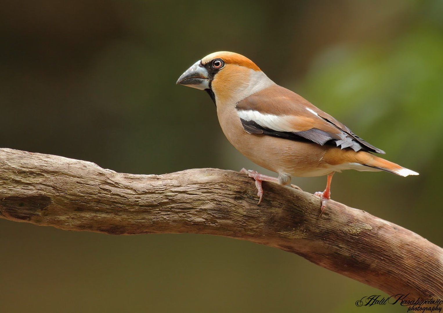 Dlesk-Coccothraustes coccothraustes by Halil Karahmetovic