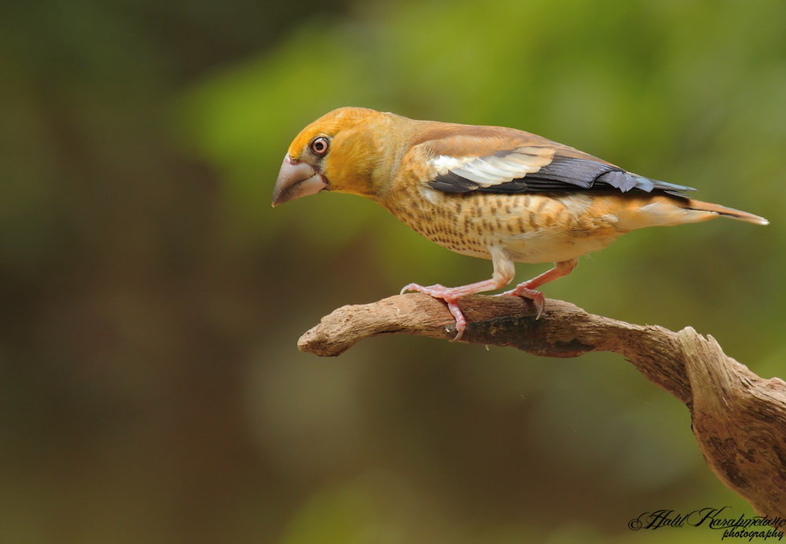 Dlesk(mladič) Coccothraustes coccothrauste by Halil Karahmetovic