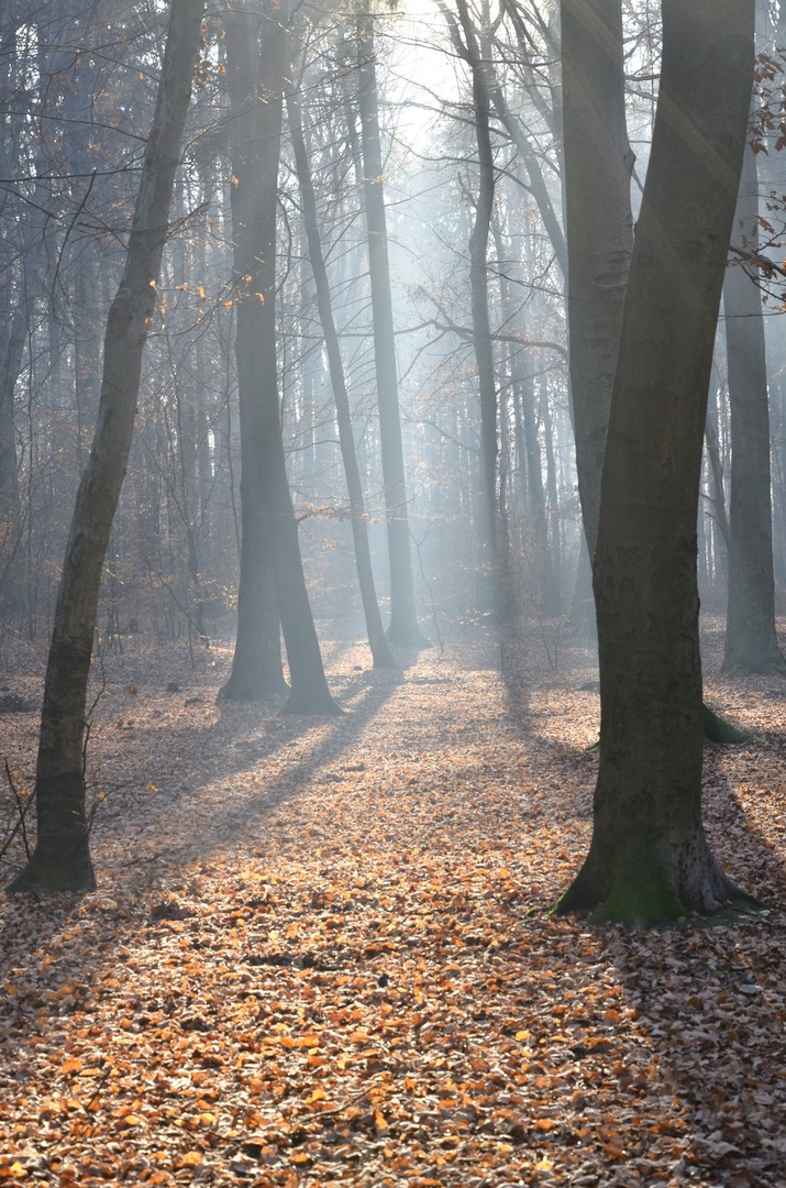 Prebujanje v gozdu. by Davorin Volavšek