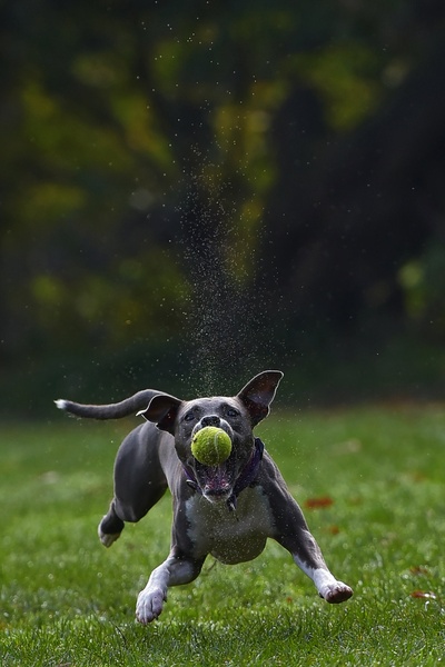 Catch the ball. by Davorin Volavšek