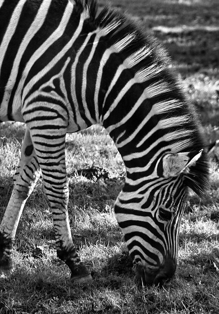 zebra pac by