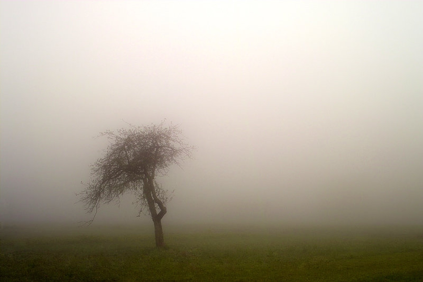 The fog by