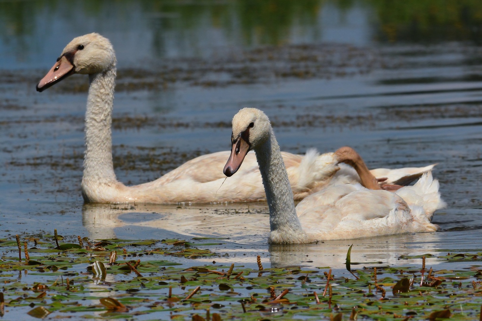 Piccoli by angelo butera