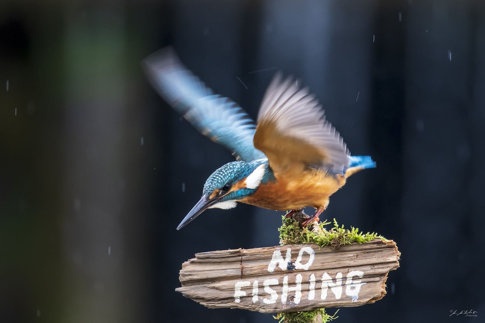 No fishing by milan m