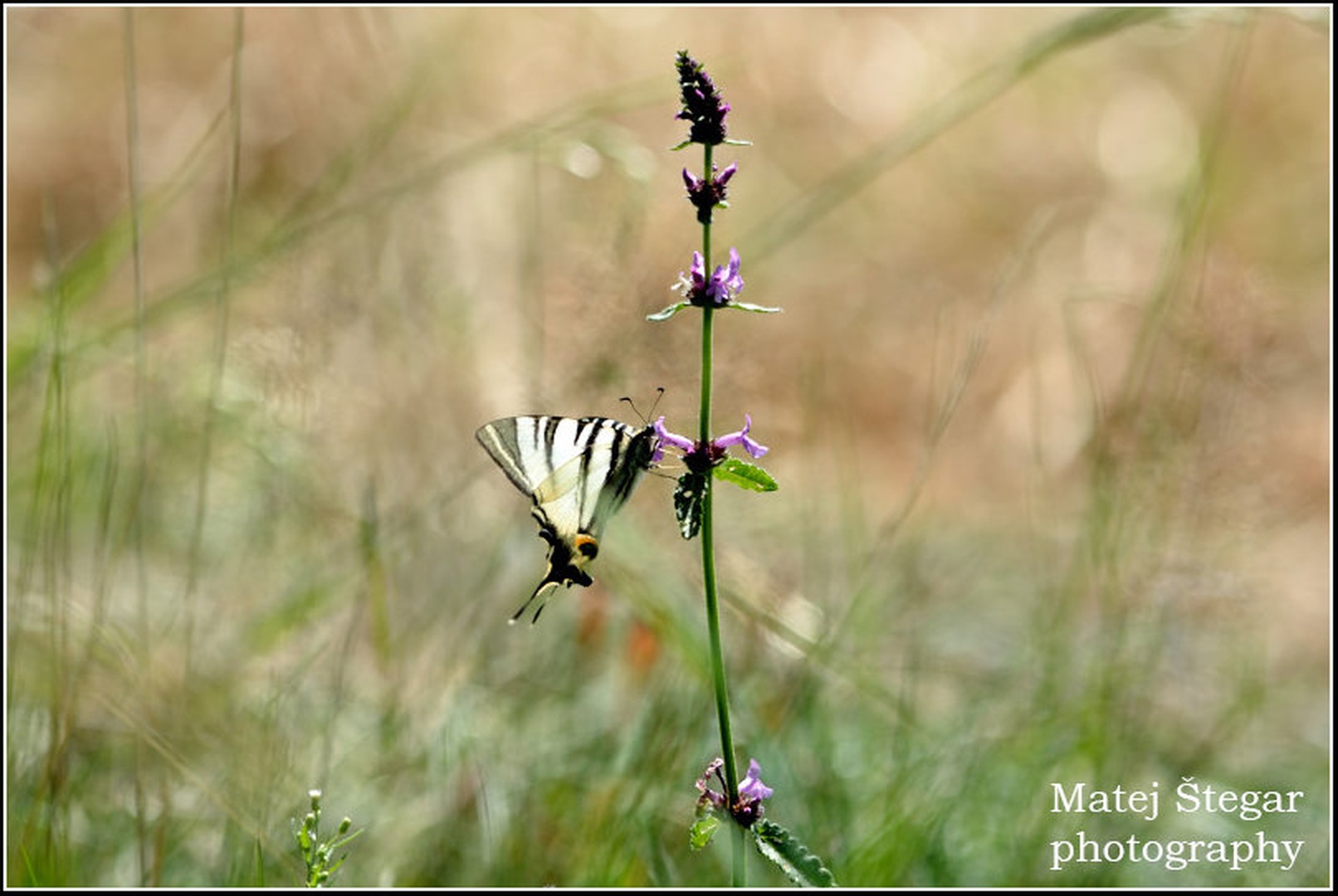 Jadralec(Iphiclides podalirius) by Matej Štegar