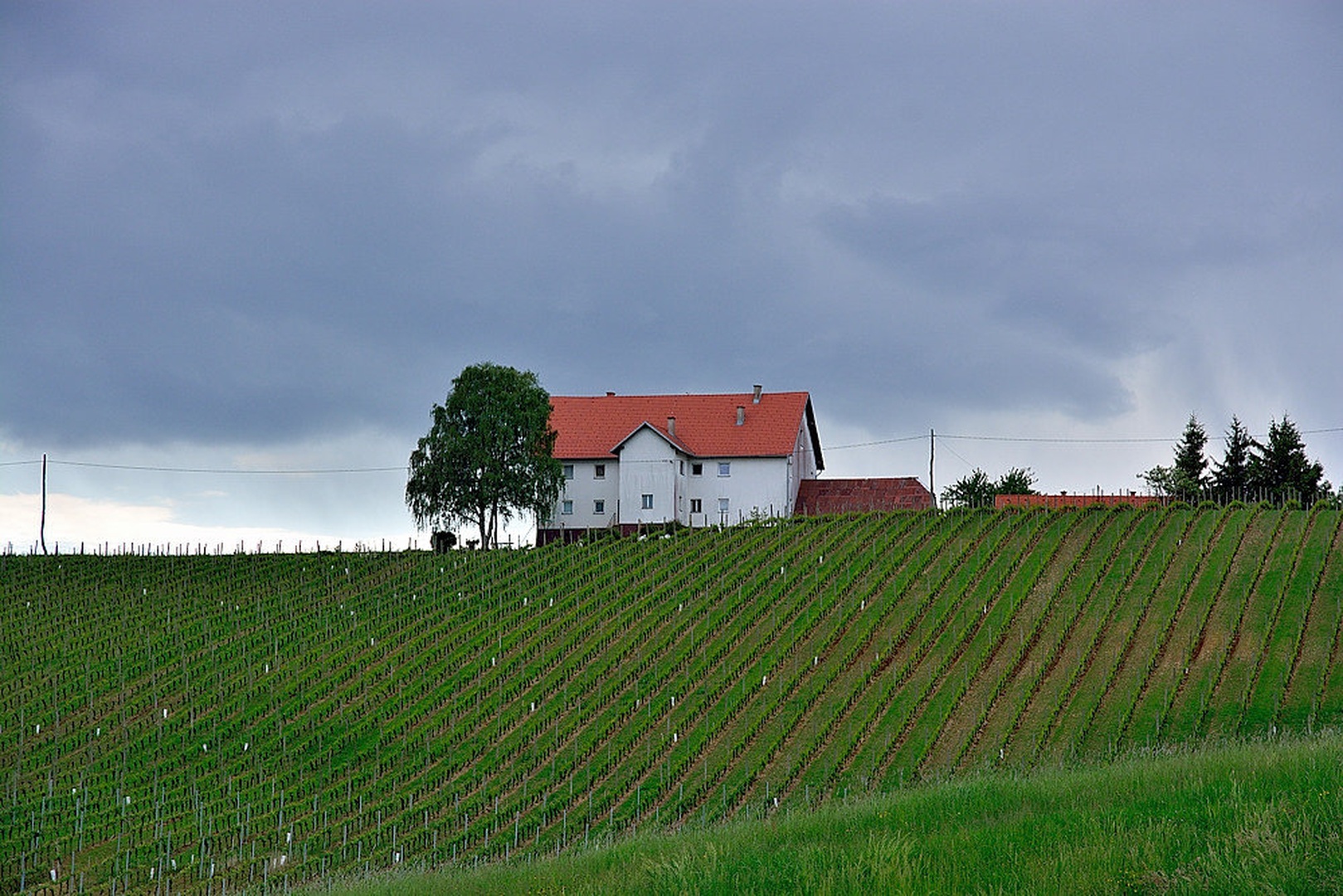 Osamljena med vinogradi by Matej Štegar