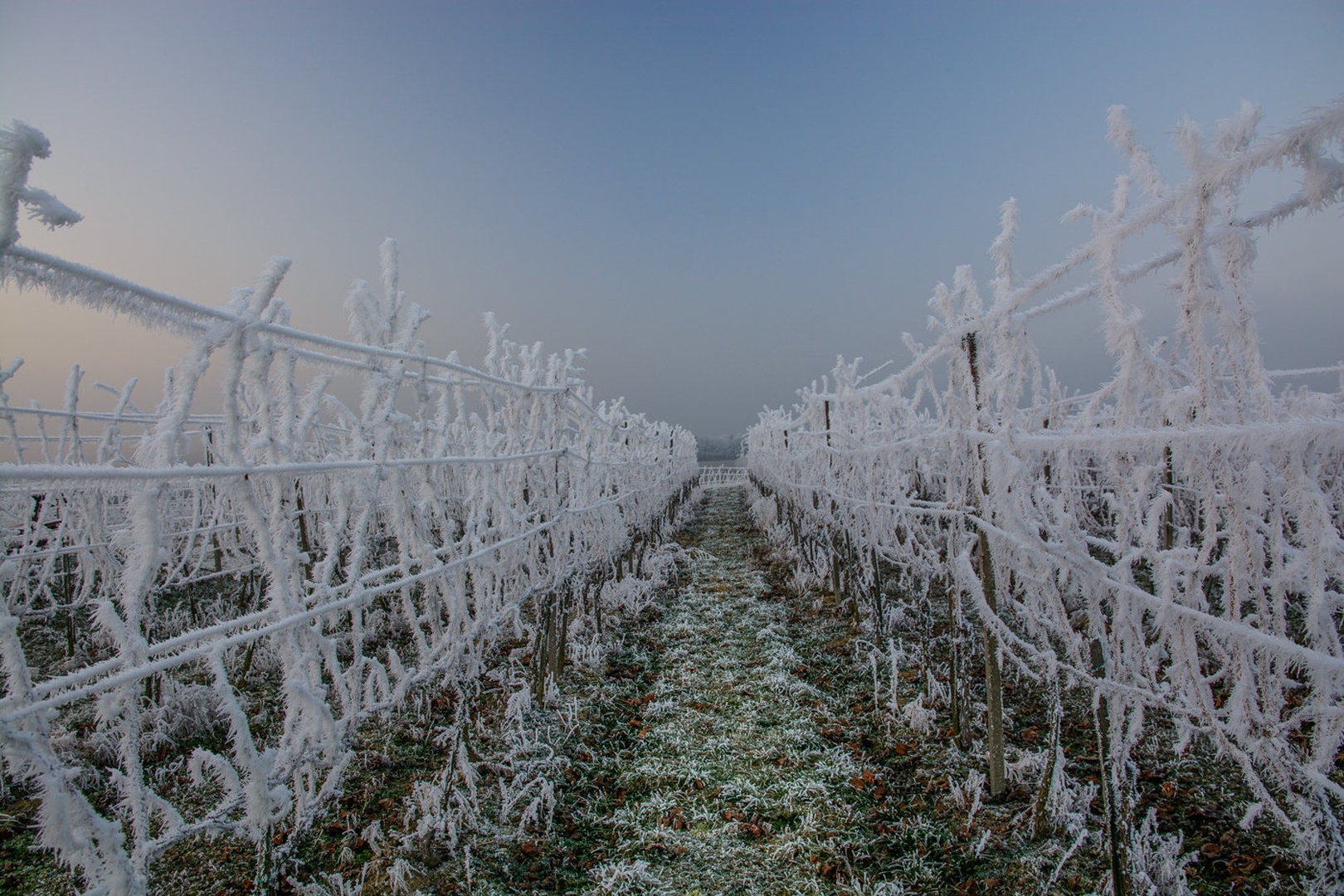 "okrašeni vinogradi" by Matej Štegar