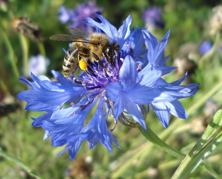 mrs.bee by Sara N.