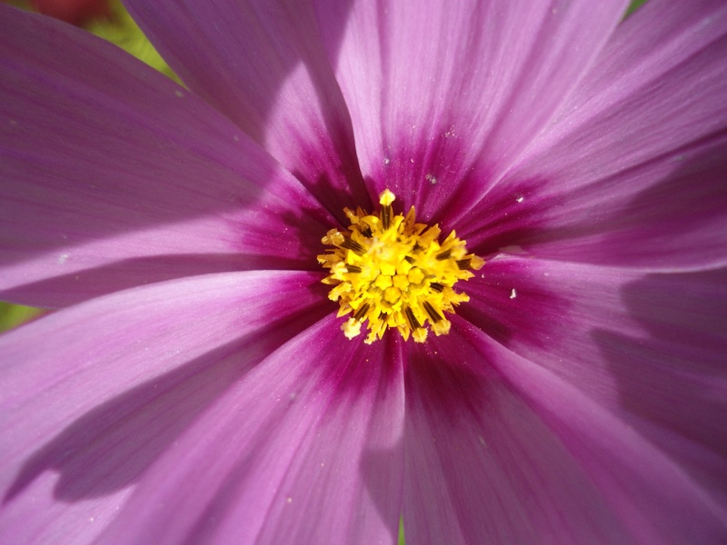 purple flower by Sara N.