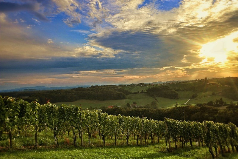 Through the Grapevine by Sabrina Babič