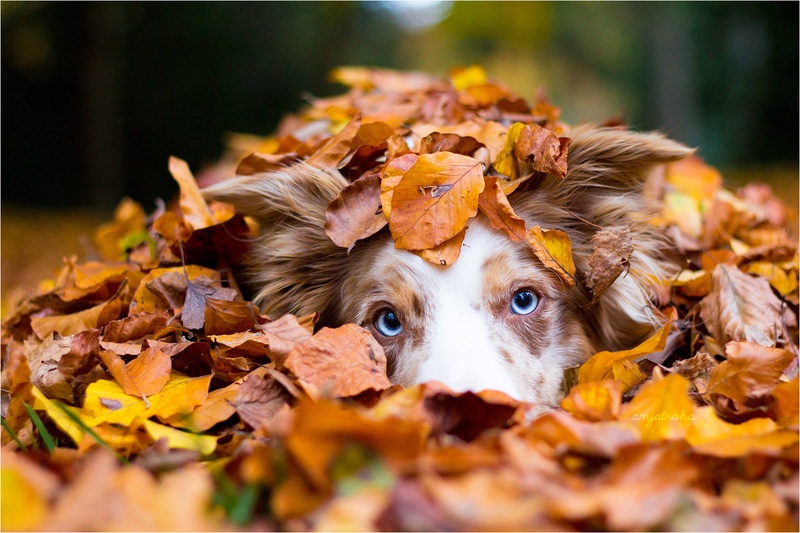 Hide and seek by Anja Troha