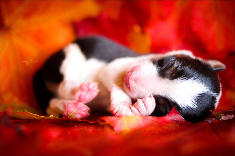 Autumn puppy by Anja Troha