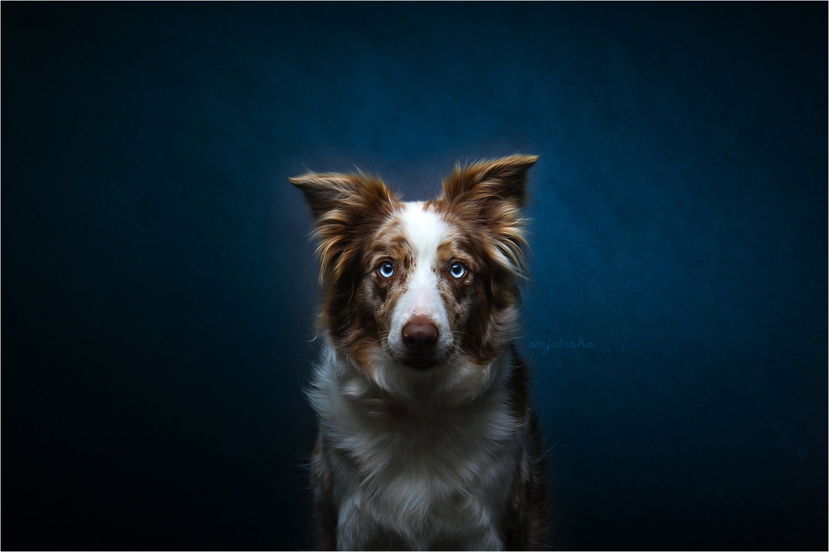 Deep blue eyes by Anja Troha
