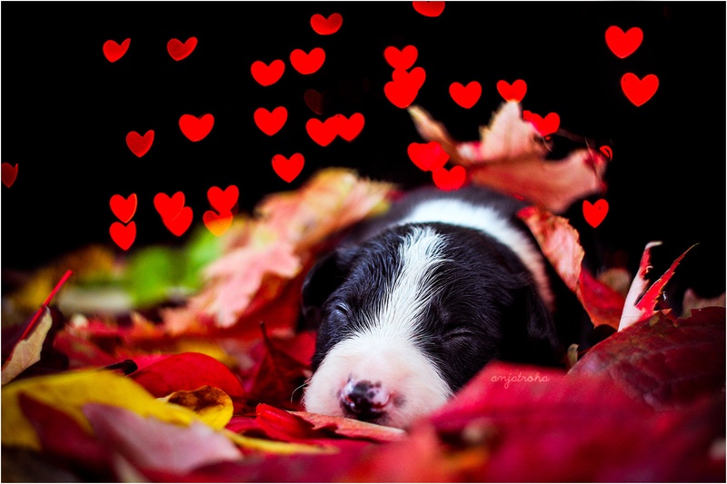 Autumn puppy by Anja Troha
