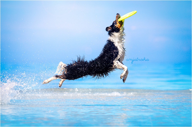 Flying above the ocean's surface by Anja Troha