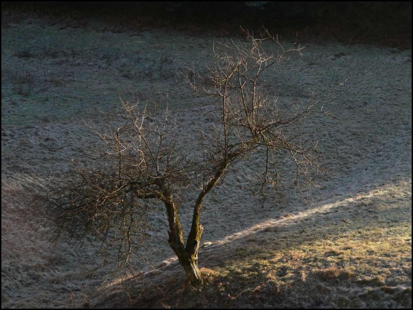 Sonce na drevesu by