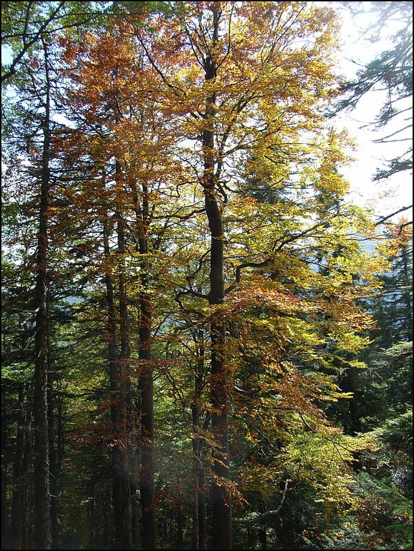 Jesen pod Snežnikom by
