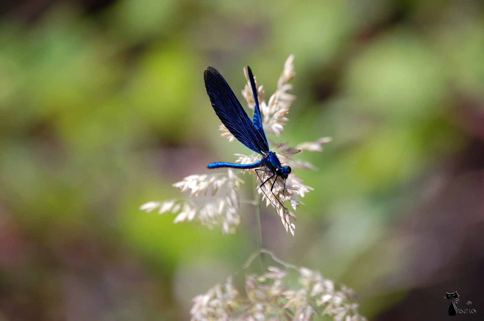 I'm blue da ba dee... by Špela Povše