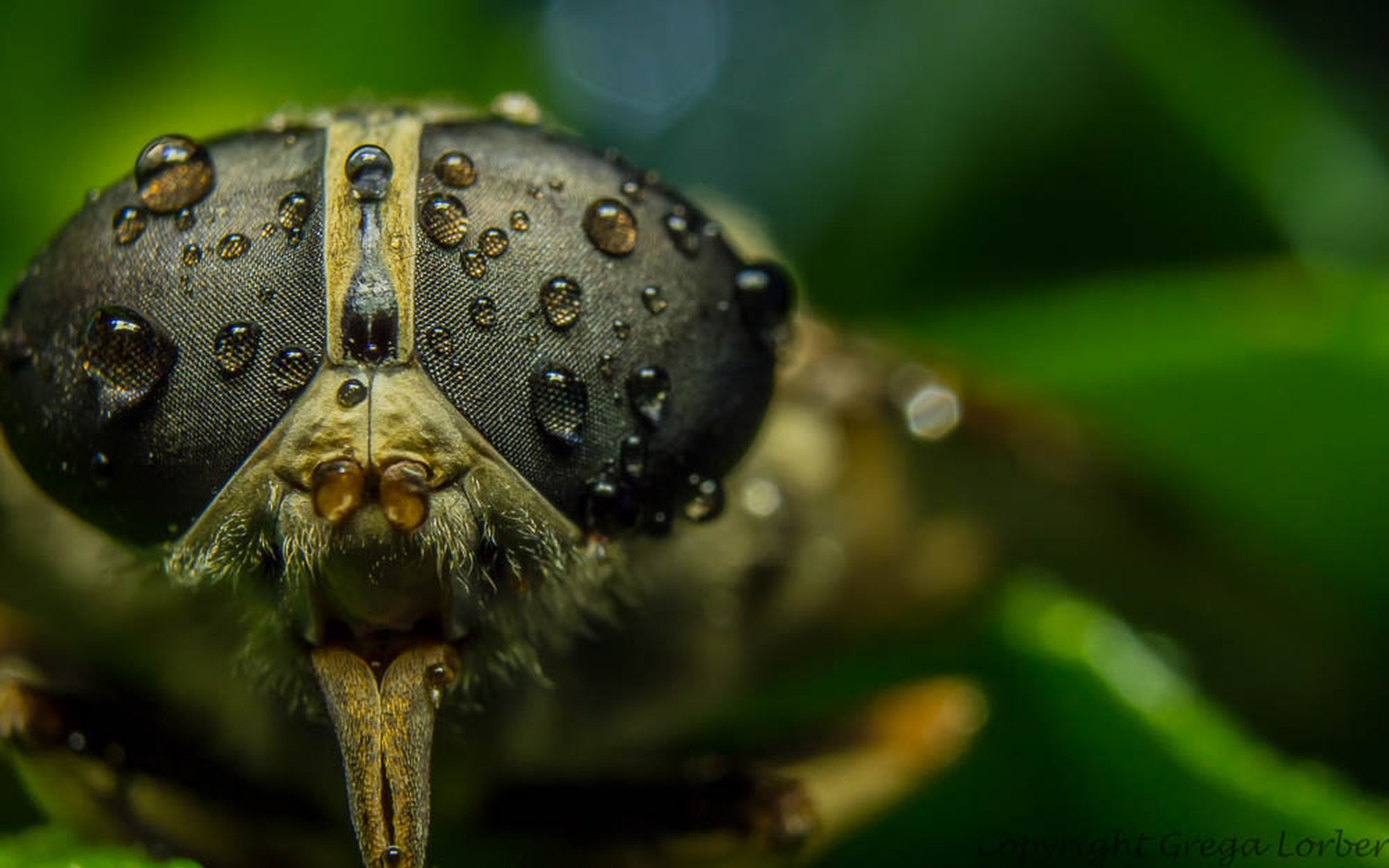 Obad by Grega Lorber